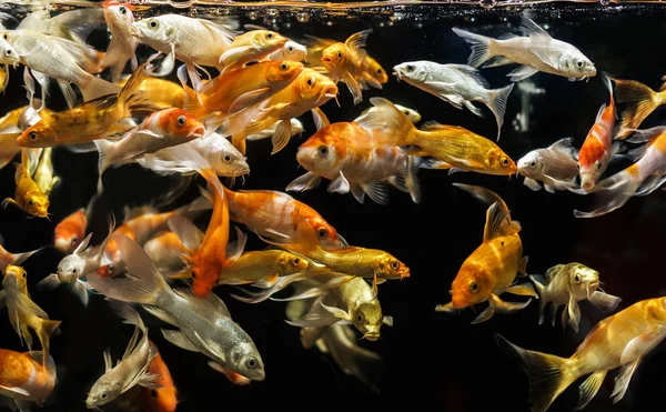 Peixe em um aquário em um fundo preto — Fotografia de Stock