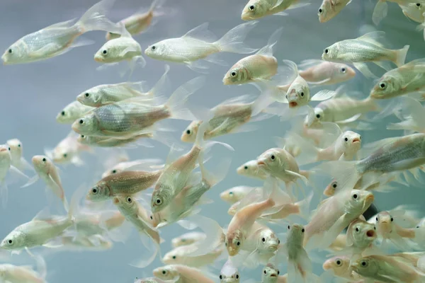 Peixe em um aquário em um fundo branco — Fotografia de Stock