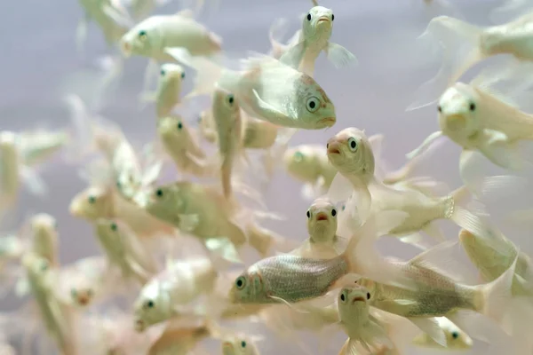 Poisson dans un aquarium sur fond blanc — Photo