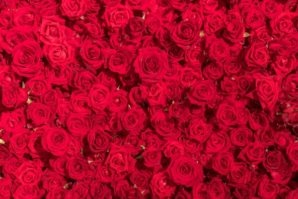 Hermosas rosas rojas naturales patrón de fondo —  Fotos de Stock