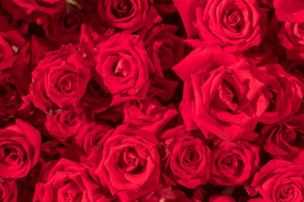 Hermosas rosas rojas naturales patrón de fondo —  Fotos de Stock