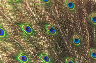 Güzel tavus kuşu tüyleri arka plan