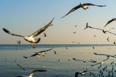 Mavi gökyüzünde uçan bir grup martı.