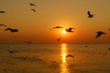 Denizin üzerinde alacakaranlık gökyüzü üzerinde uçan siluet martılar grup