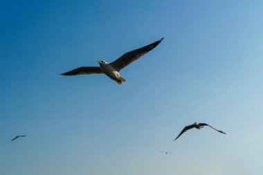Mavi gökyüzünde uçan bir grup martı.