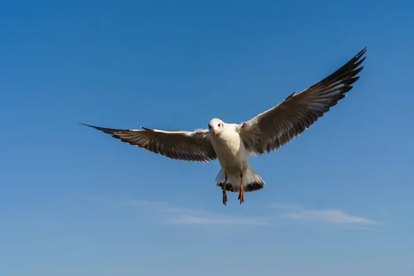 Möwe fliegt am blauen Himmel — Stockfoto