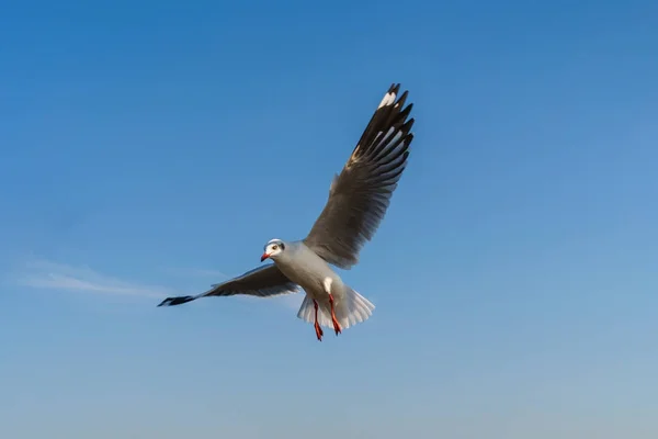 Möwe fliegt am blauen Himmel — Stockfoto