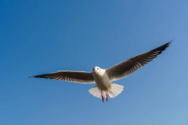 Möwe fliegt am blauen Himmel — Stockfoto