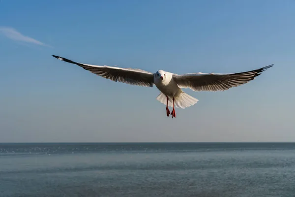 푸른 하늘에 비행 하는 갈매기 — 스톡 사진