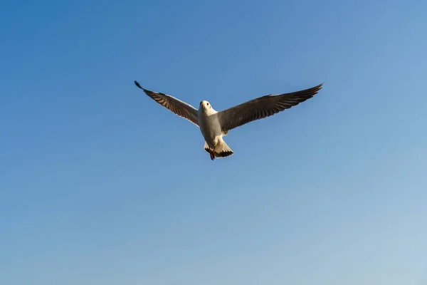 Mewa leci na błękitne niebo — Zdjęcie stockowe