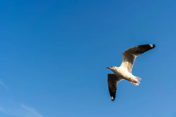 푸른 하늘에 비행 하는 갈매기 — 스톡 사진
