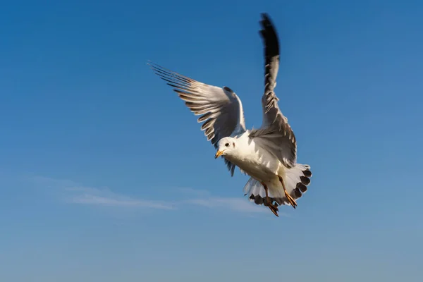 Möwe fliegt am blauen Himmel — Stockfoto