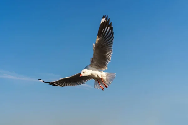 Möwe fliegt am blauen Himmel — Stockfoto