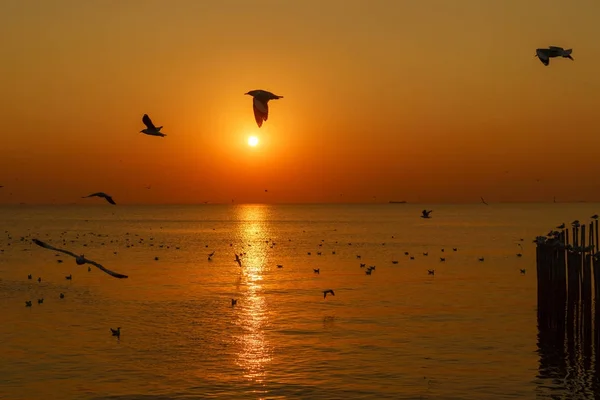 Gruppe von Silhouettenmöwen fliegt über das Meer am dämmrigen Himmel — Stockfoto