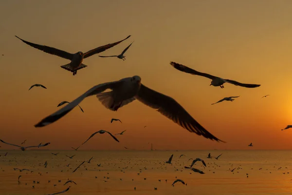 Gruppe von Silhouettenmöwen fliegt über das Meer am dämmrigen Himmel — Stockfoto