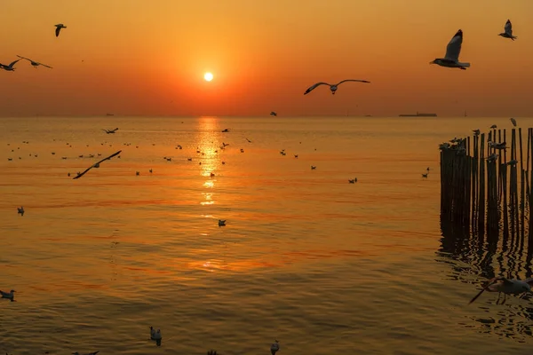 Group of silhouette seagulls flying over the sea on twilight sky — Stock Photo, Image