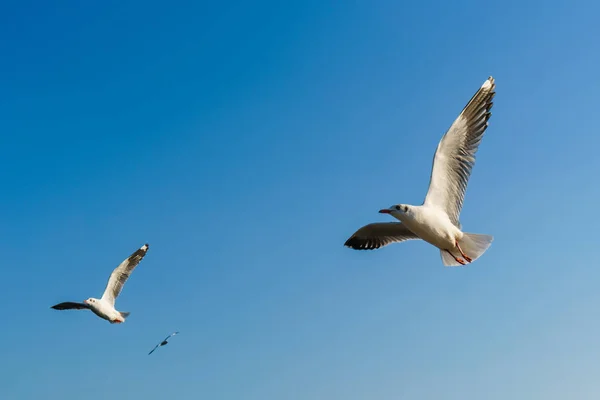 Möwengruppe fliegt am blauen Himmel — Stockfoto