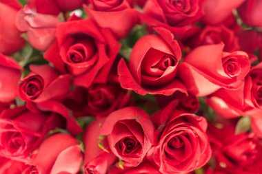 Güzel doğal kırmızı gül arka plan 