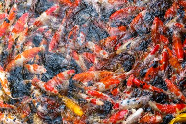 Renkli süslü Koi balık gölet