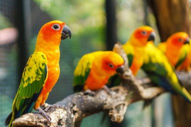 Beautiful colorful sun conure parrot birds on the tree branch clipart