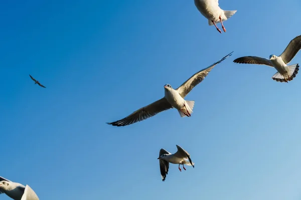 Möwengruppe fliegt am blauen Himmel — Stockfoto