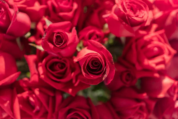 Beautiful natural red roses background — Stock Photo, Image