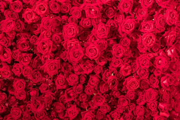 Hermosas rosas rojas naturales patrón de fondo —  Fotos de Stock