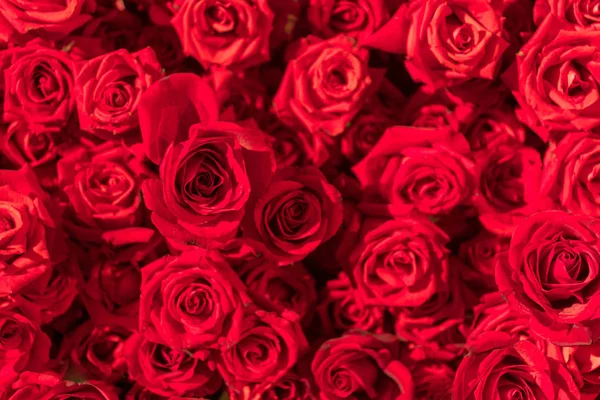 Hermosas rosas rojas naturales patrón de fondo —  Fotos de Stock