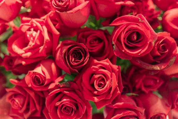 Beautiful natural red roses background — Stock Photo, Image