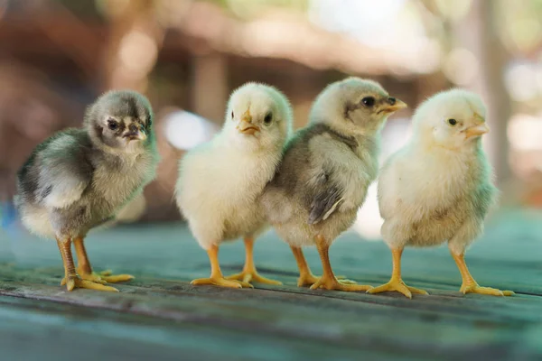 Groupe de poussins mignons — Photo