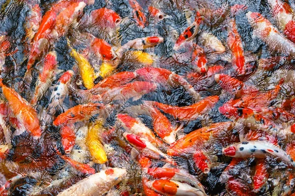 Peixe Koi chique colorido na lagoa — Fotografia de Stock