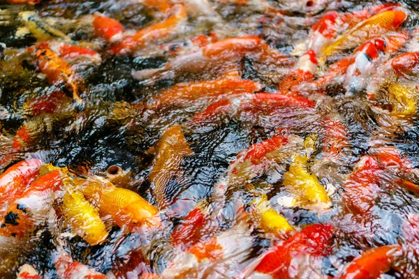 Красочные модные рыбки кои в пруду — стоковое фото