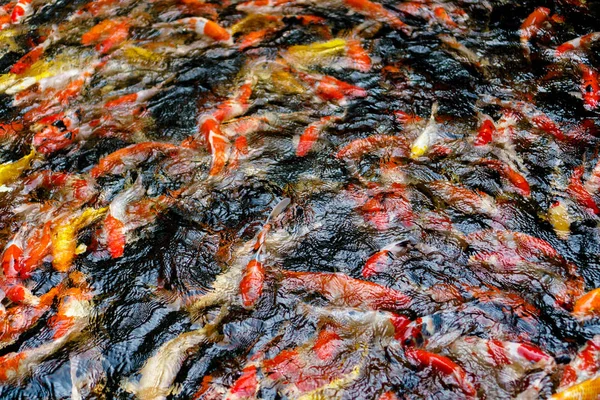 Peixe Koi chique colorido na lagoa — Fotografia de Stock