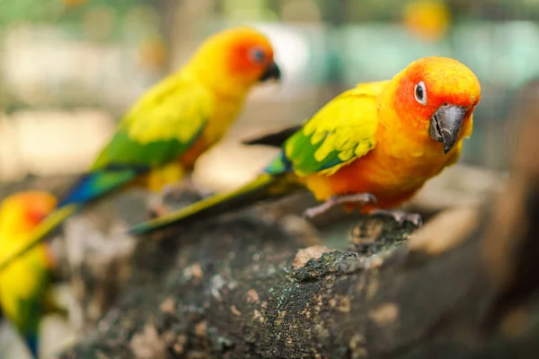 Vackra färgstarka solen conure papegoja fåglar på trädgren — Stockfoto