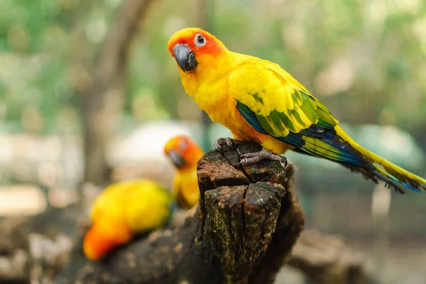 Piękne kolorowe słońce conure papugi ptaki na gałęzi drzewa — Zdjęcie stockowe