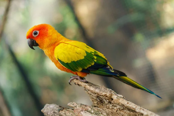 Krásné barevné slunce conure papoušek ptáci na větev stromu — Stock fotografie