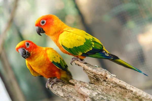 Krásné barevné slunce conure papoušek ptáci na větev stromu — Stock fotografie