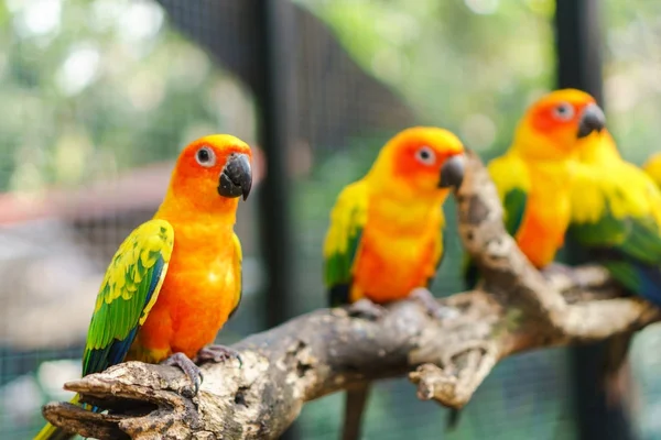 Gyönyörű színes nap conure papagáj madarak a fa ága — Stock Fotó