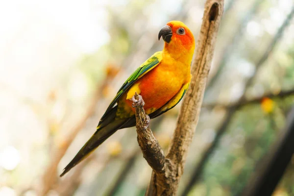 Piękne kolorowe słońce conure papugi ptaki na gałęzi drzewa — Zdjęcie stockowe