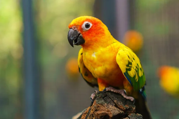 Krásné barevné slunce conure papoušek ptáci na větev stromu — Stock fotografie