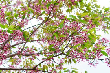 Güzel pembe kiraz çiçeği, Prunus cerasoides