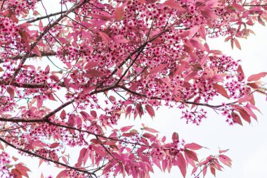 Güzel pembe kiraz çiçeği, Prunus cerasoides