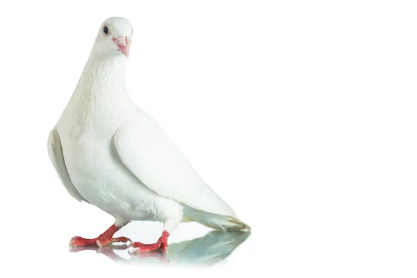 Paloma blanca aislada sobre fondo blanco — Foto de Stock