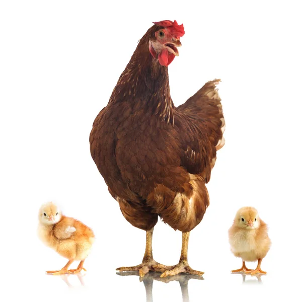 Brown chicken and two little chicken isolated on white backgroun — Stock Photo, Image