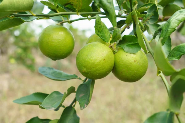 Лимоны на дереве — стоковое фото