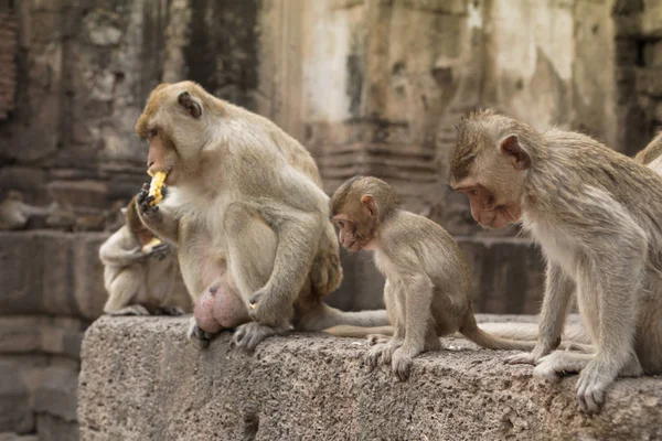 Group of monkeys in Thailand — Stock Photo, Image