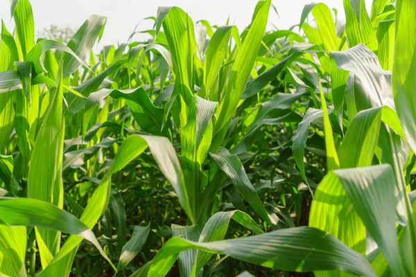 田野里年轻玉米的绿叶 — 图库照片