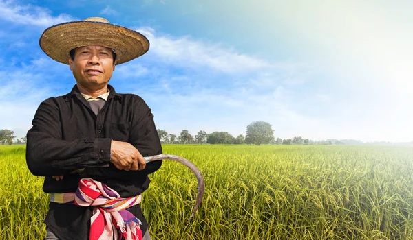 Farmer in the rice field — Stock Photo, Image