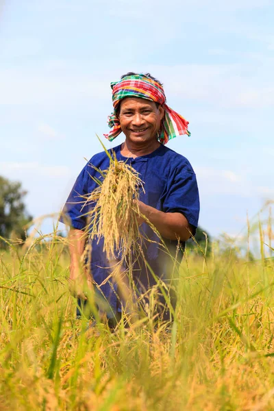 Asian farmer working in the rice field — Stock Photo, Image