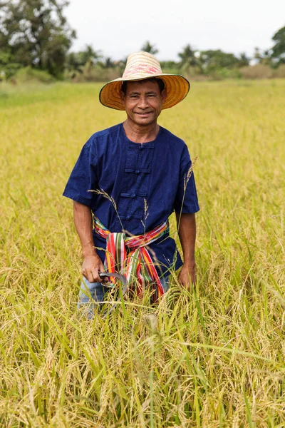 Asiático agricultor trabalhando no campo de arroz — Fotografia de Stock